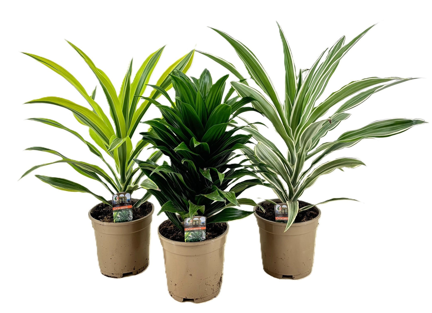 Dracaena mix 55cm 17cm Pot