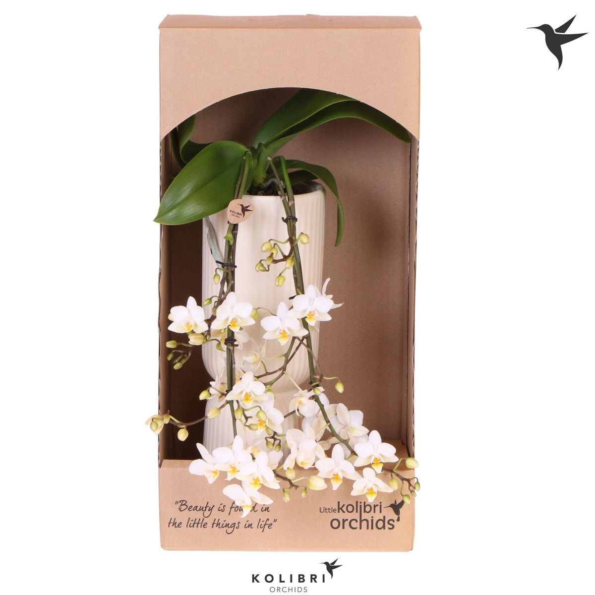 Phalaenopsis multiflora white 40cm 9cm Pot