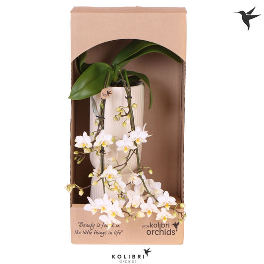 Phalaenopsis multiflora white 40cm 9cm Pot