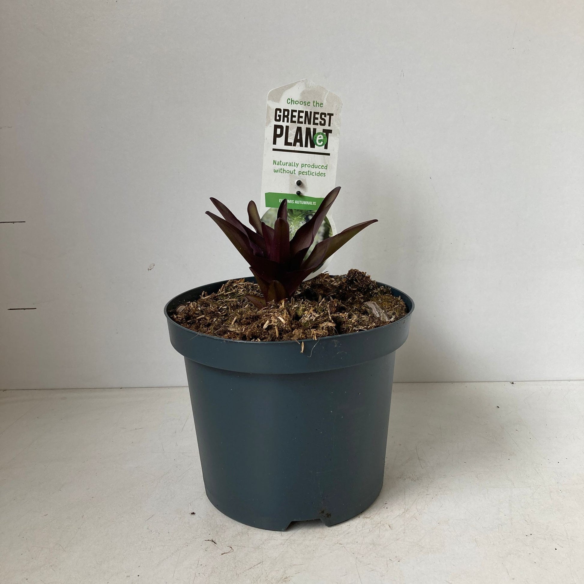Eucomis autumnalis 40cm 19cm Pot