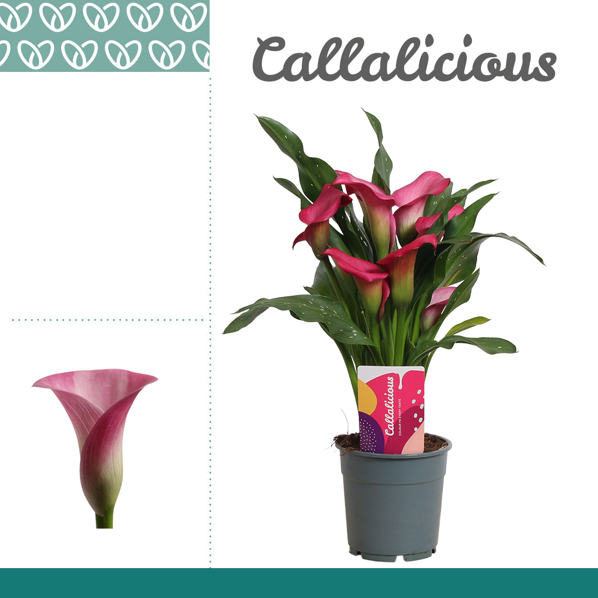 Zantedeschia Zazu 35cm 12cm Pot