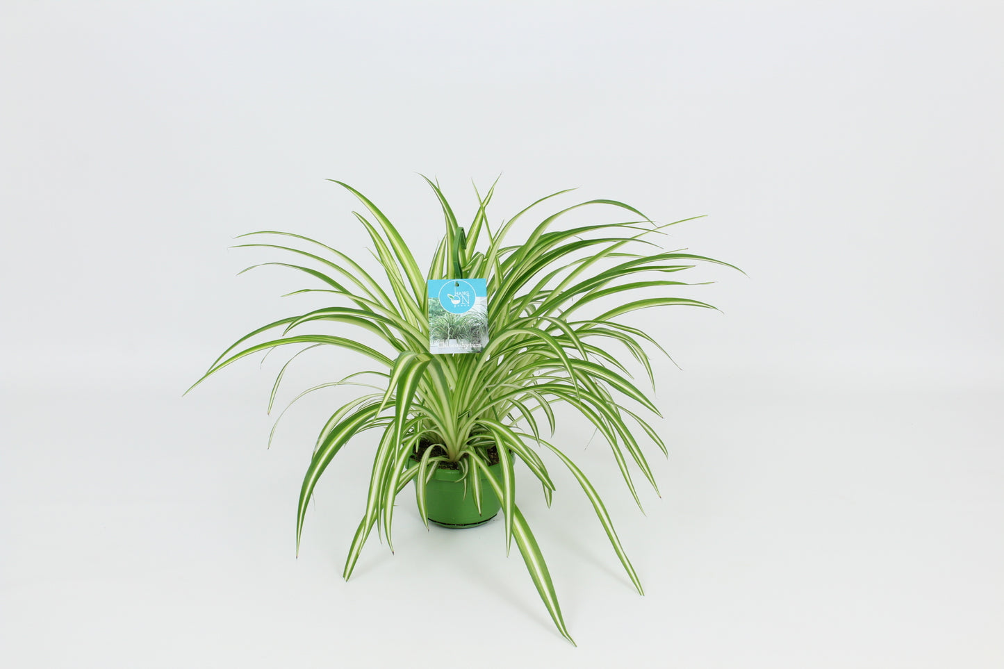 Elstgeest Potplanten Chlorophytum Vittatum Pack of 8