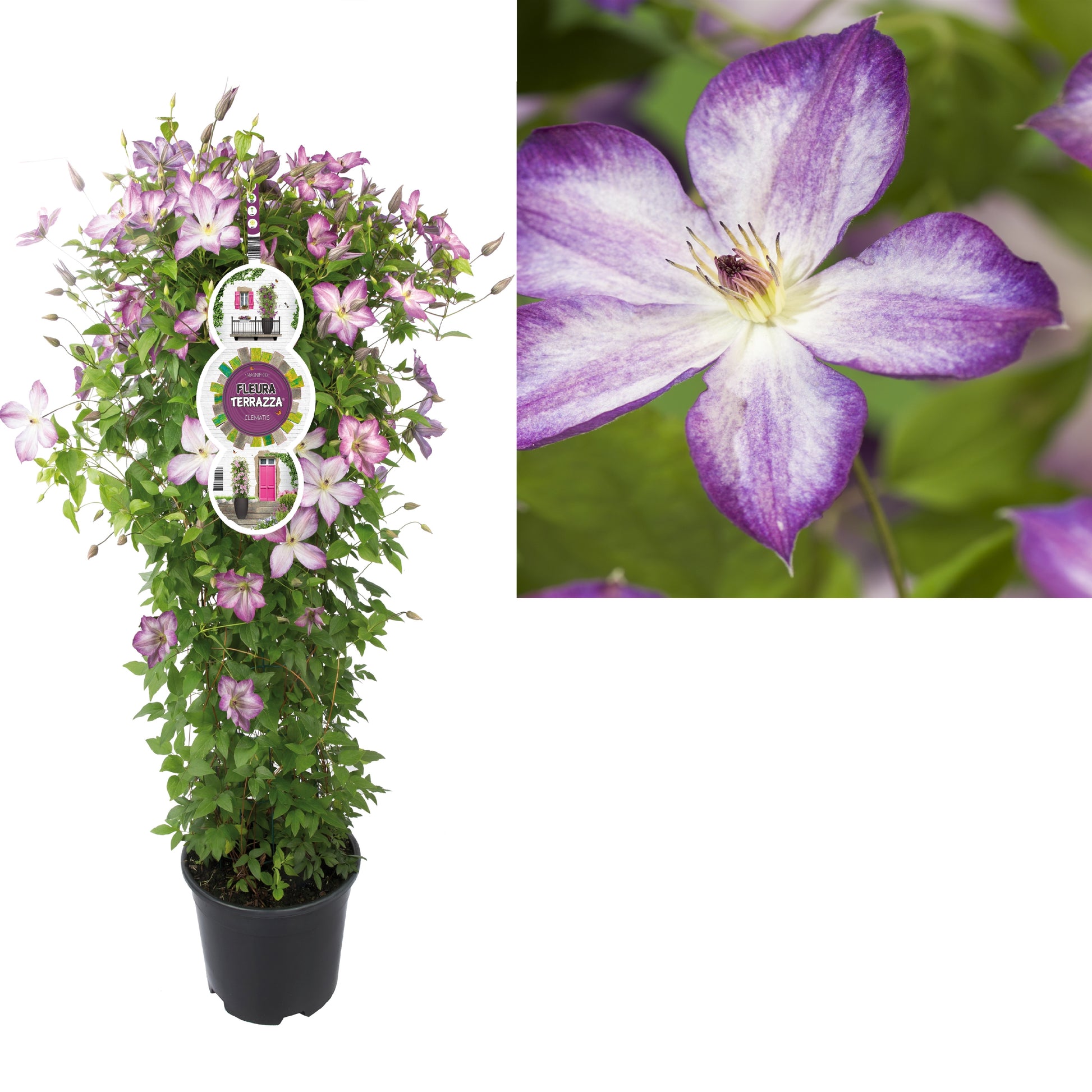 Clematis hybrid mix 115cm 28cm Pot