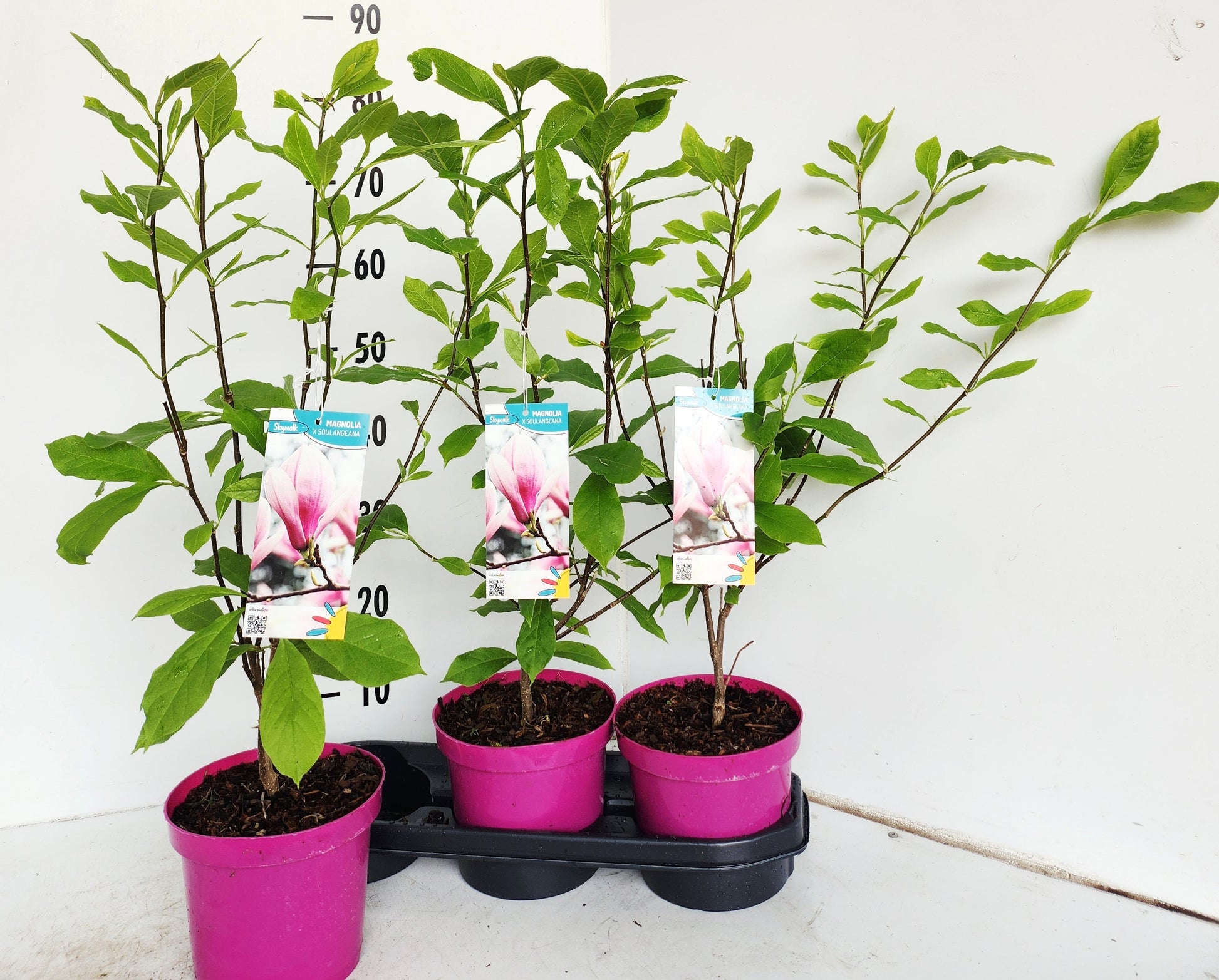 Magnolia soulangeana 80cm 19cm Pot