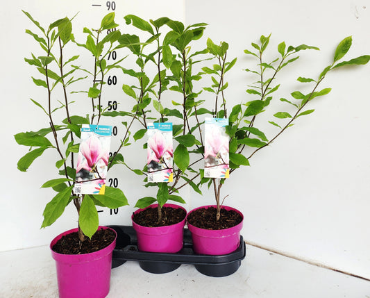Magnolia soulangeana 80cm 19cm Pot