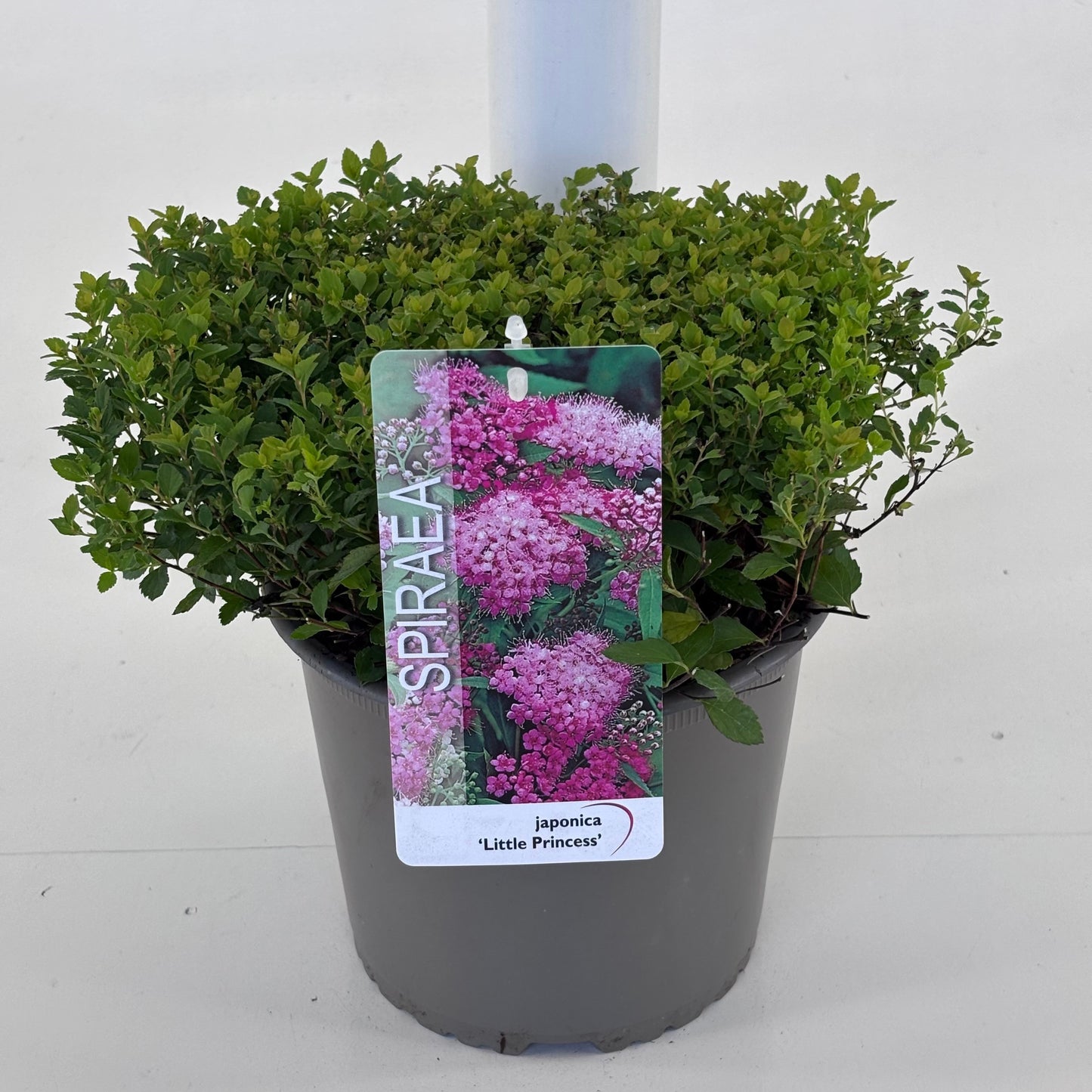 Spiraea japonica Little Princess 20cm 19cm Pot