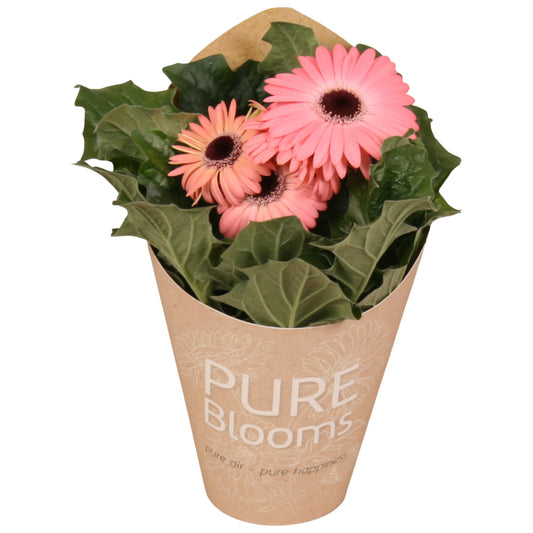 Gerbera Flori Line pink 22cm 12cm Pot