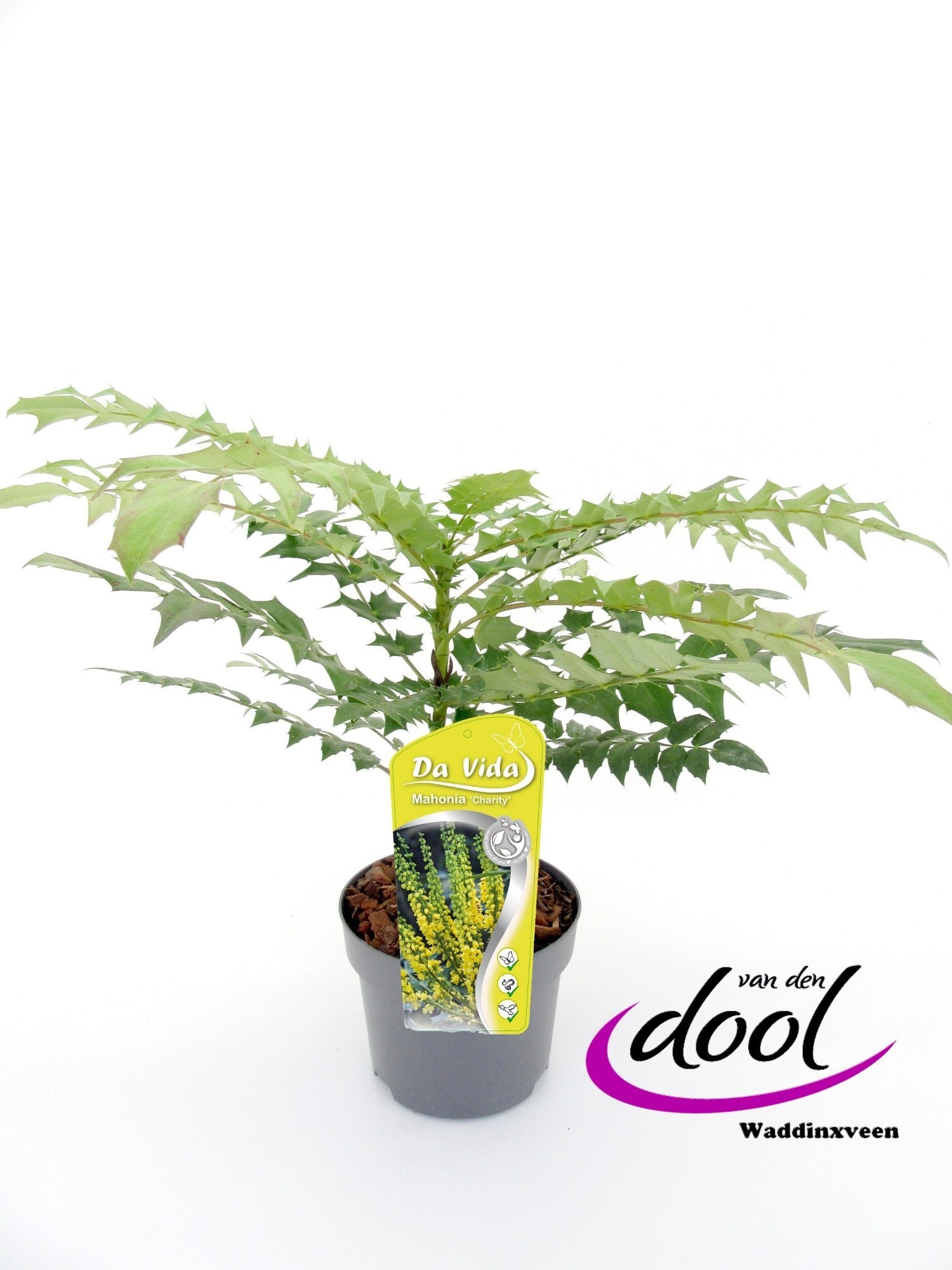 Van den Dool Cultures BV Mahonia med. Charity Pack of 1