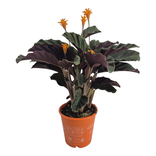 Calathea Tassmania 35cm 14cm Pot