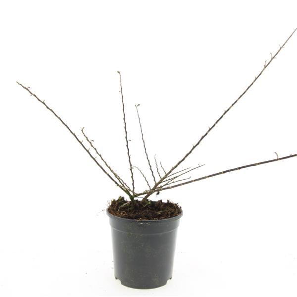 Cotoneaster horizontalis 10cm 14cm Pot