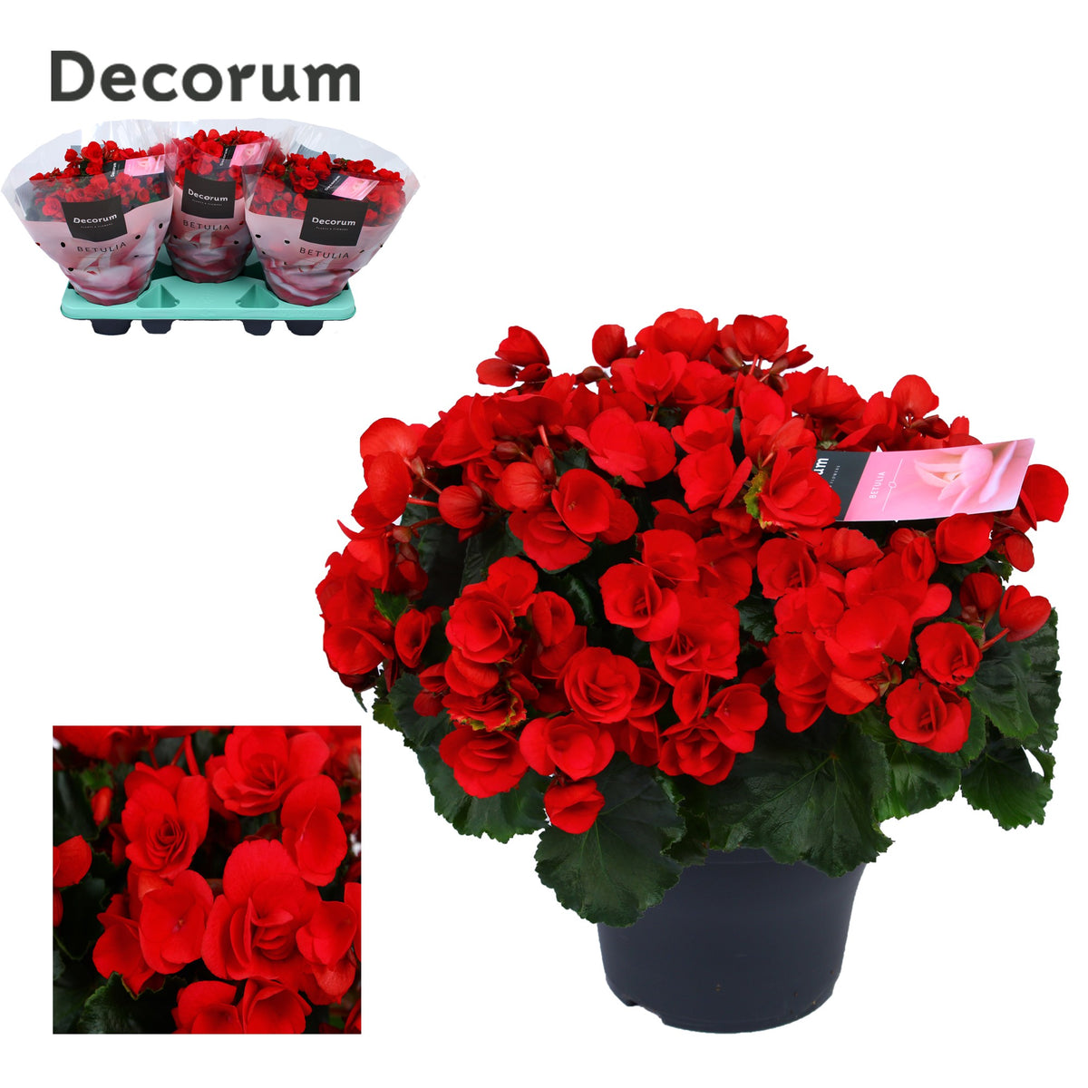 Begonia Betulia Red 35cm 19cm Pot