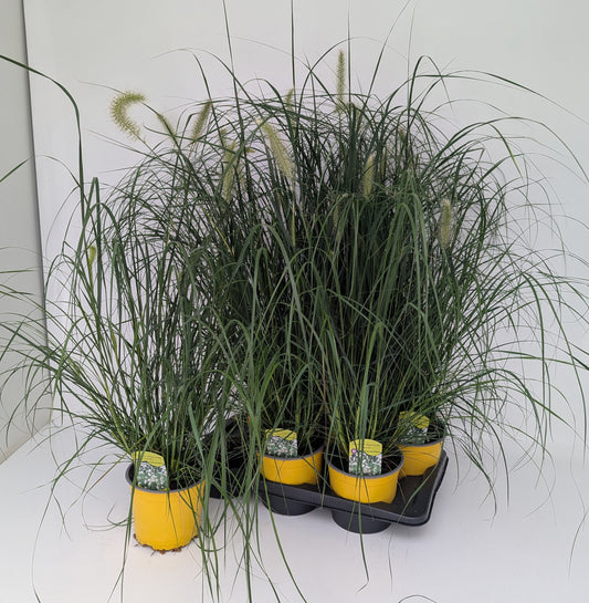 Pennisetum Hameln 100cm 17cm Pot
