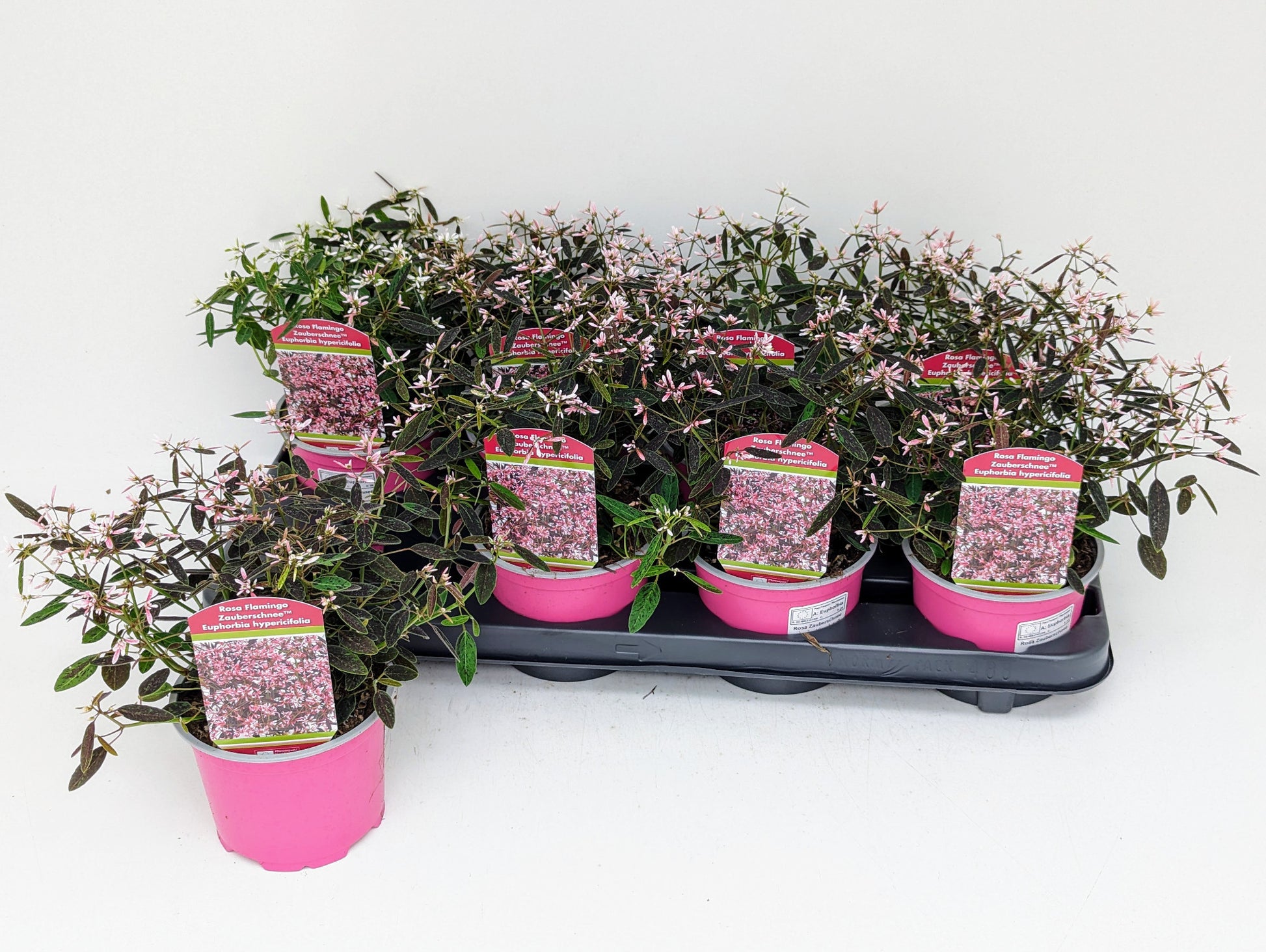 Euphorbia hyp. Shades in pink 22cm 12cm Pot