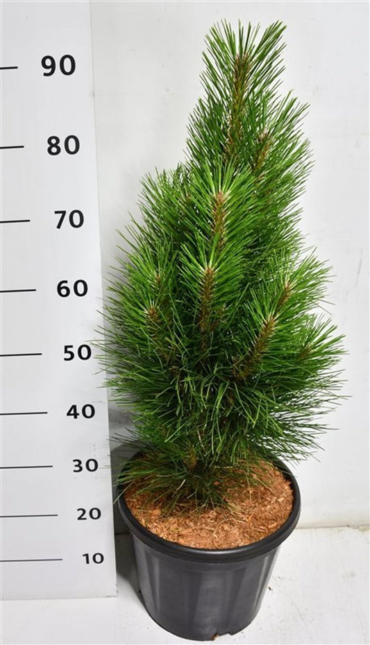 Pinus hybrid 100cm 32cm Pot