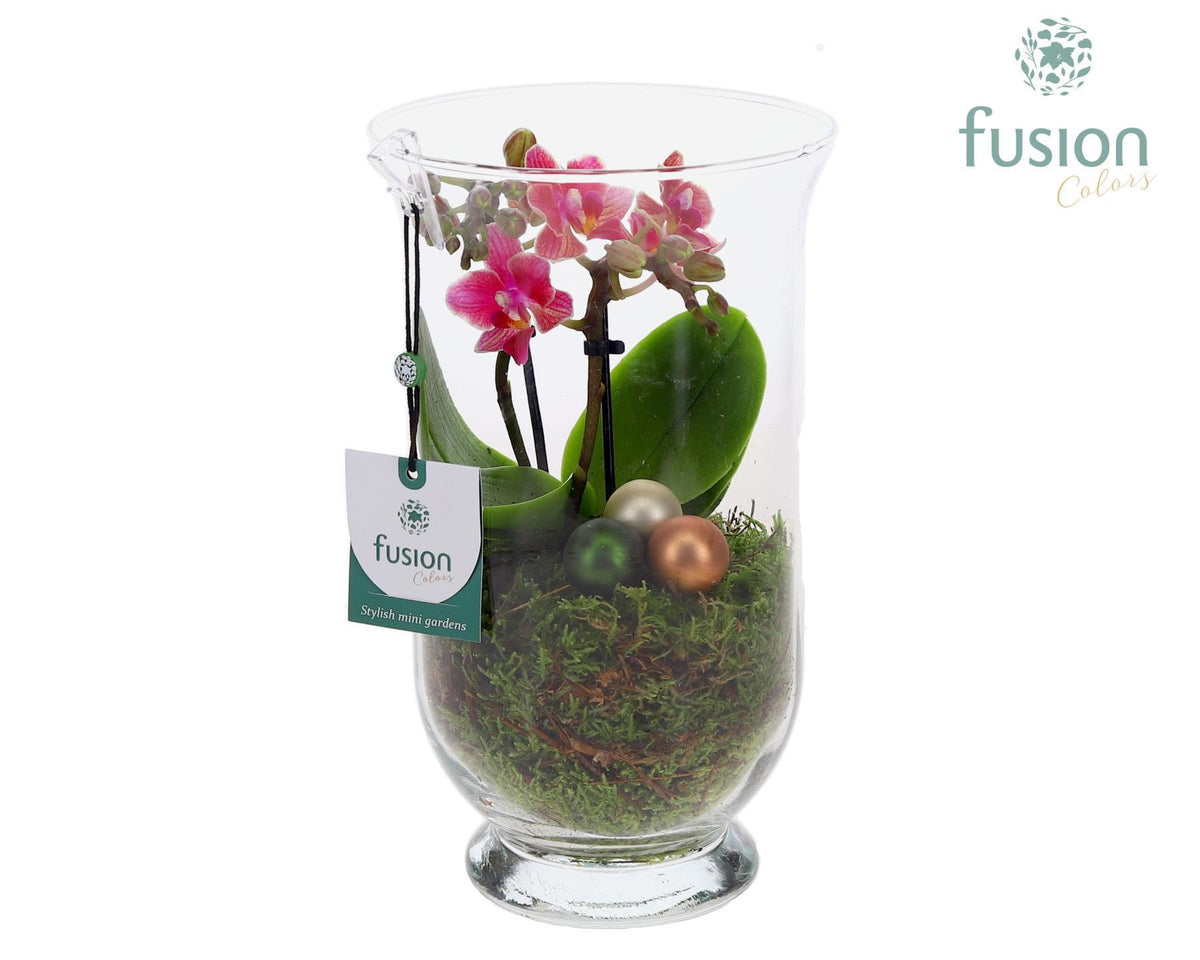 Glas Arizona met Phalaenopsis Kerst 25cm 13cm Pot