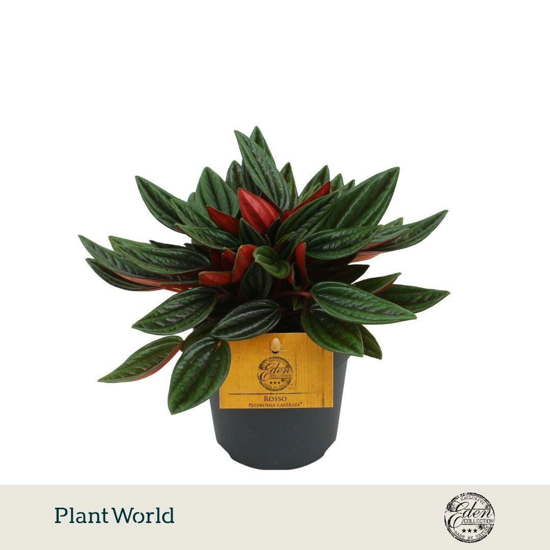 Plantworld Smit Kwekerij Peperomia Rosso Pack of 8