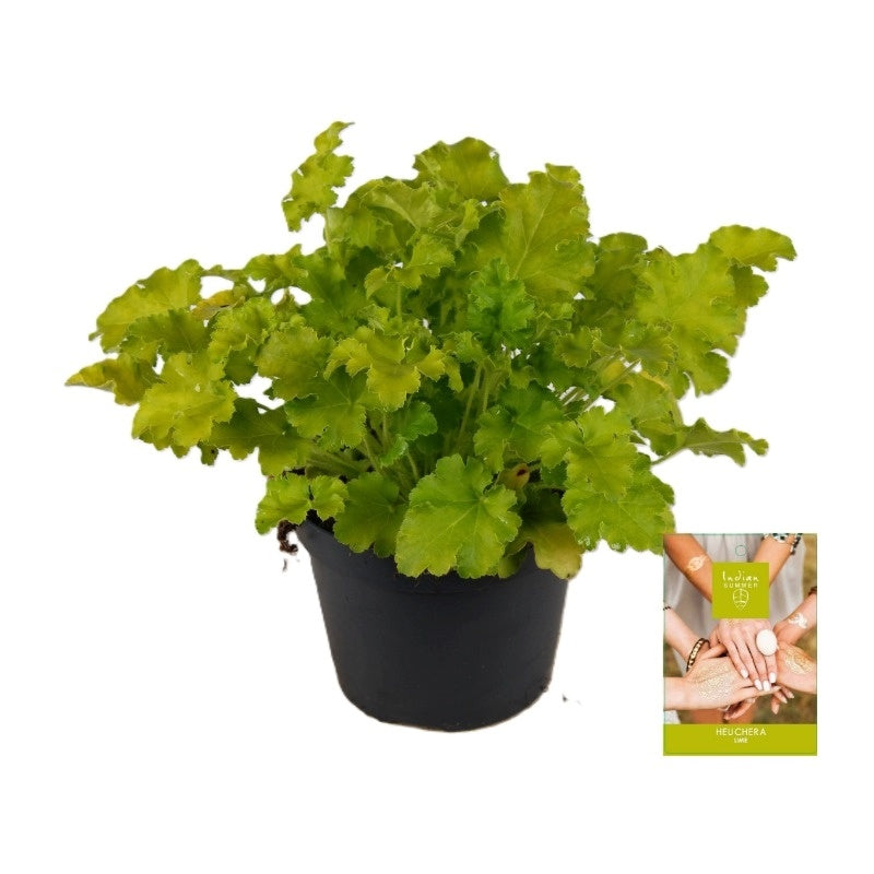 Heuchera Indian Summer lime 25cm 15cm Pot