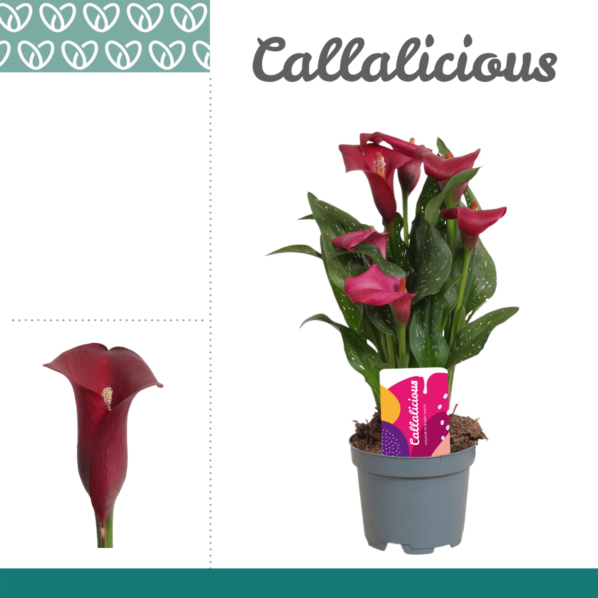 Zantedeschia Royal Valentine 25cm 510cm Pot