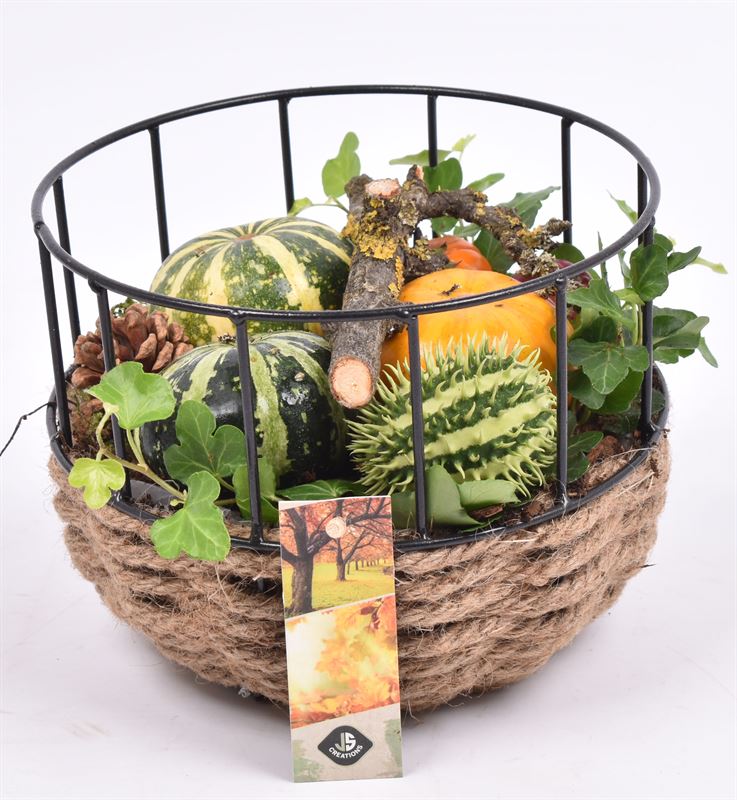 arr. Sierfruit 18cm Pot