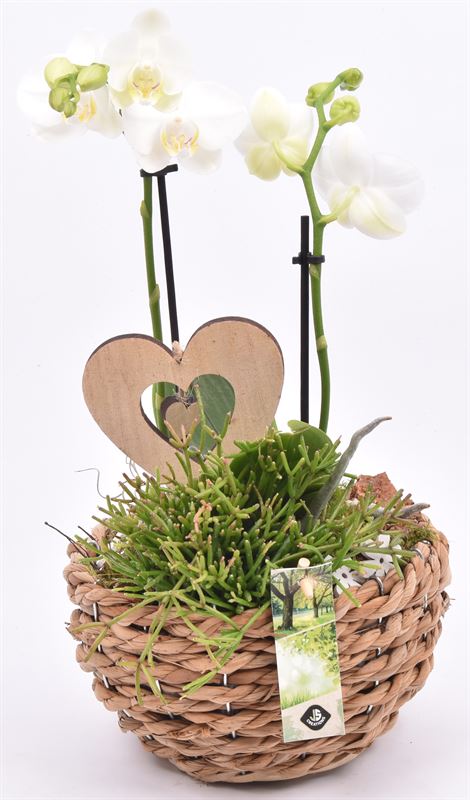 arr. Phalaenopsis 18cm Pot