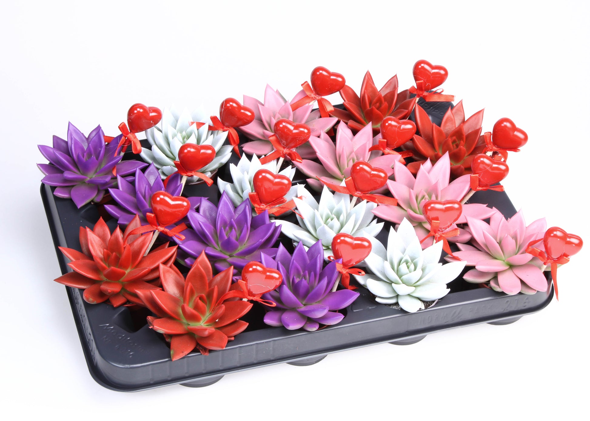 Euro Cactus Holland Bv Miranda rainbow+hartje Pack of 16