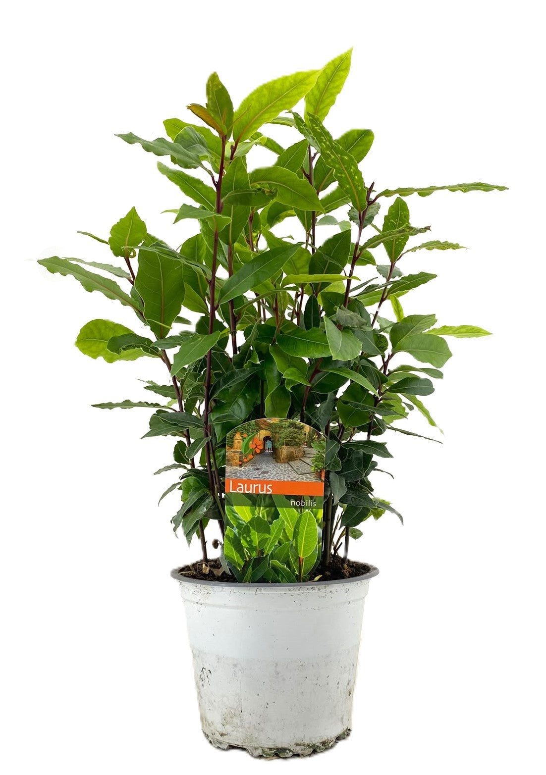 Laurus nobilis 40cm 14cm Pot