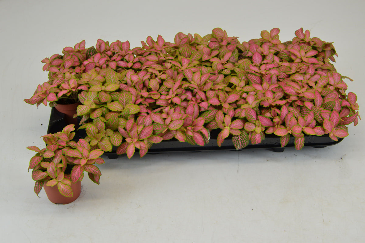 Fittonia verschaffeltii 10cm 8.5cm Pot