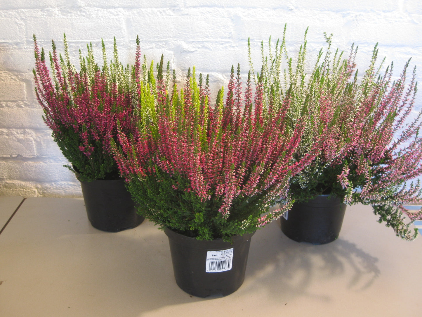 Calluna Beauty Ladies twin 40cm 15cm Pot