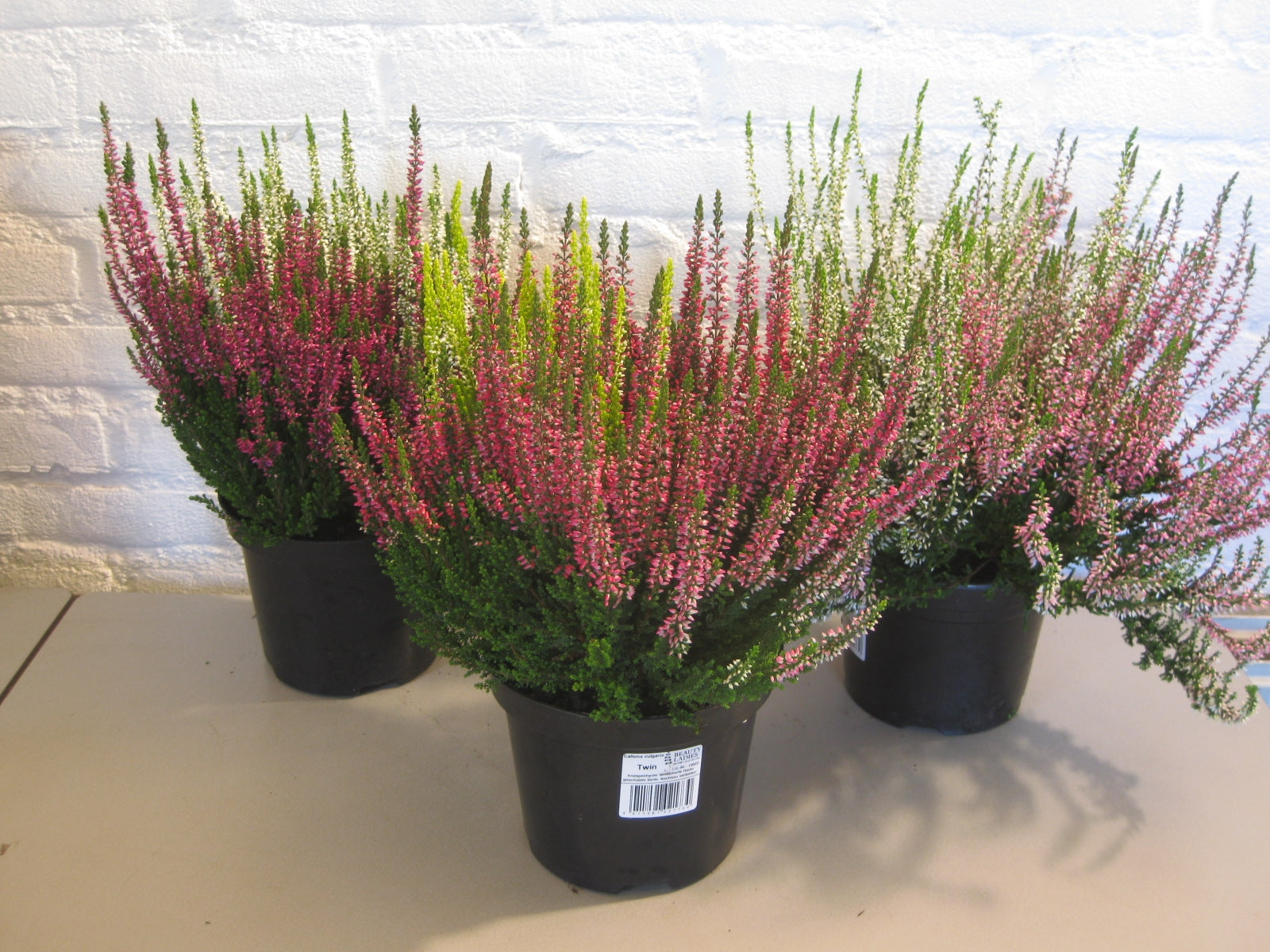Calluna Beauty Ladies twin 40cm 15cm Pot