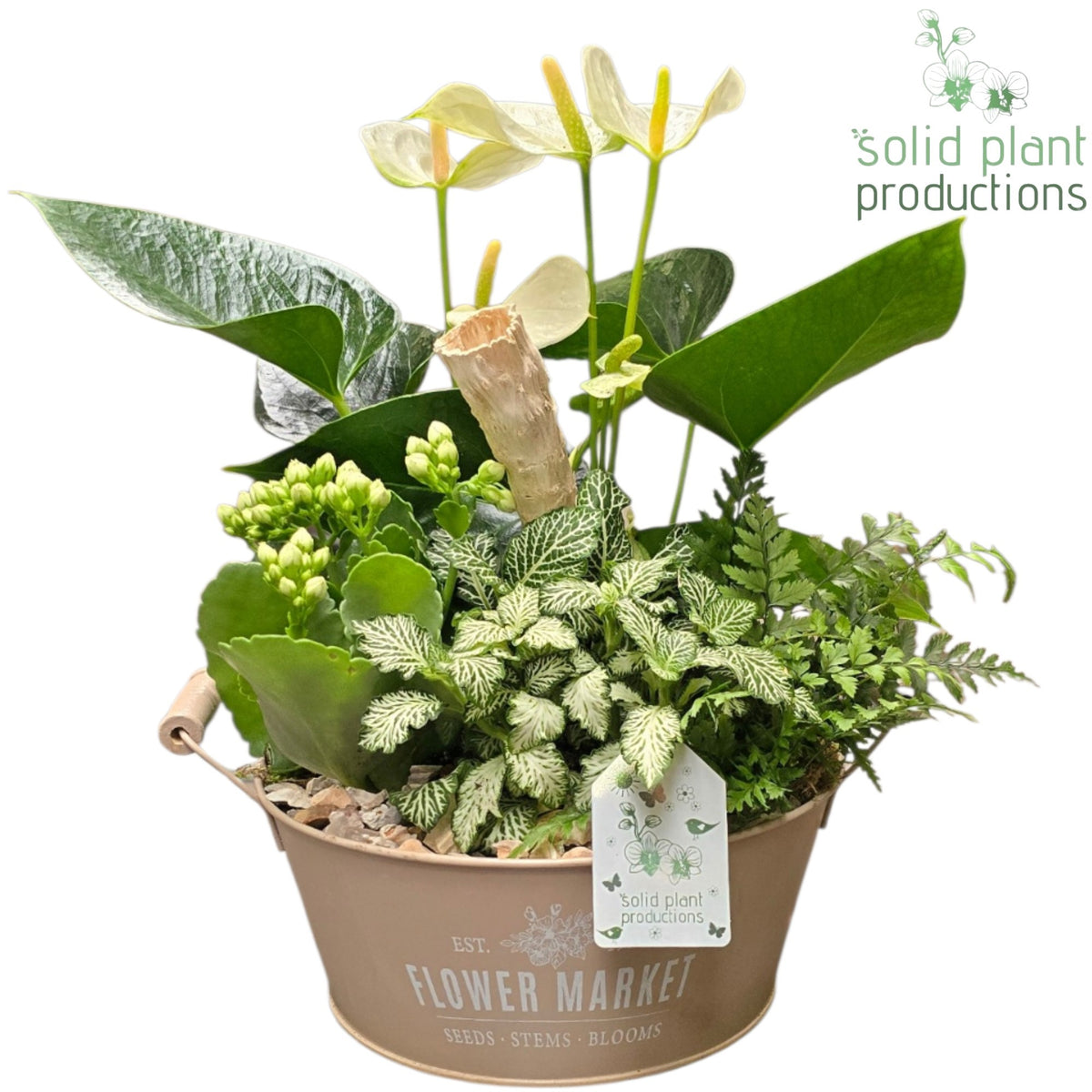 AT019 Flower Market Bowl Anthurium 40cm 26cm Pot