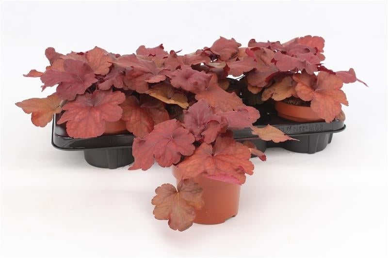 Heuchera Indian Summer Mulberry 17cm 13cm Pot