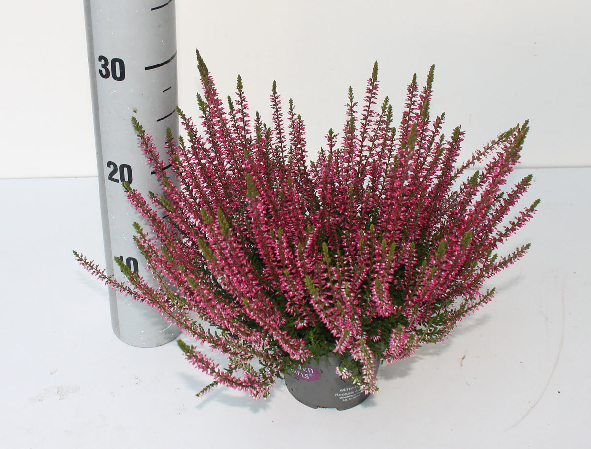 Calluna Garden Girls Franca 25cm 12cm Pot