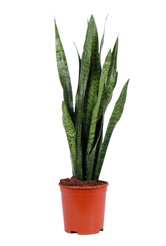 Sansevieria Zeylanica 90cm 24cm Pot