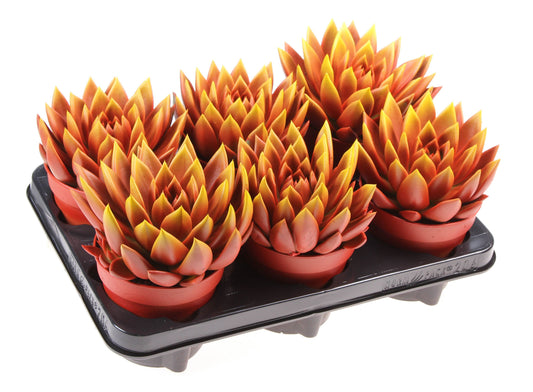 Rainbow bicolor red + yellow point 15cm 12cm Pot