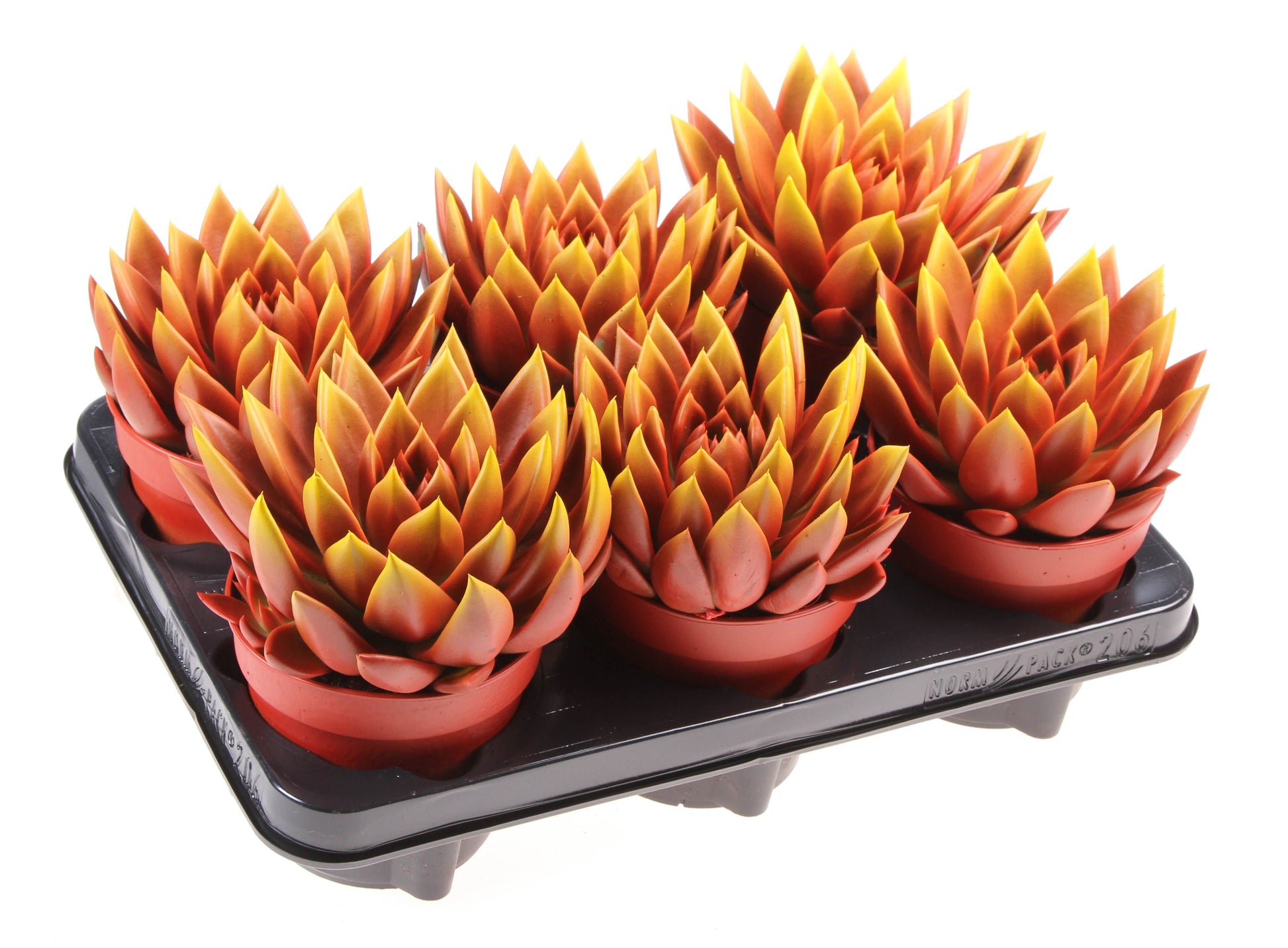 Rainbow bicolor red + yellow point 15cm 12cm Pot