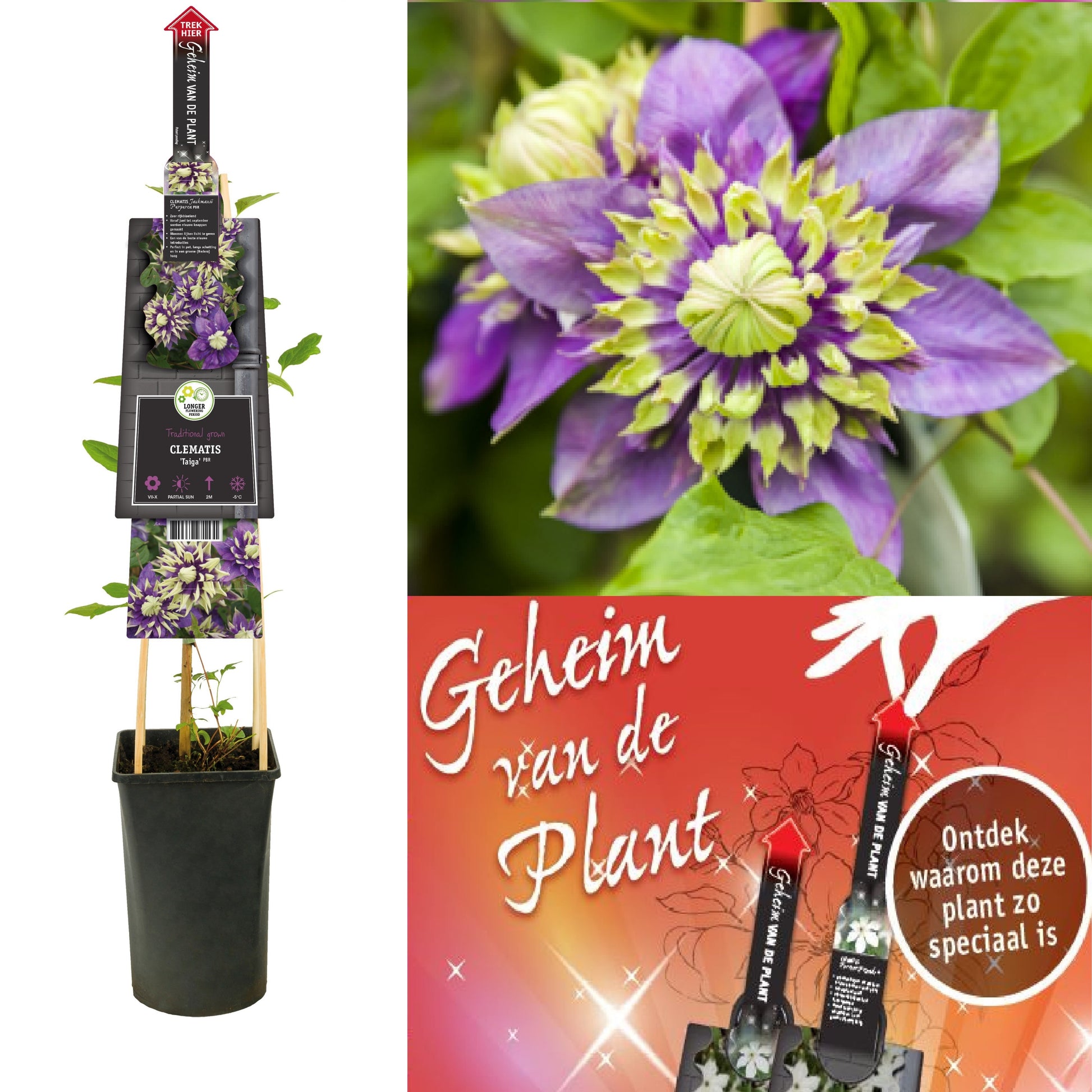 Clematis hybrid mix 75cm 17cm Pot