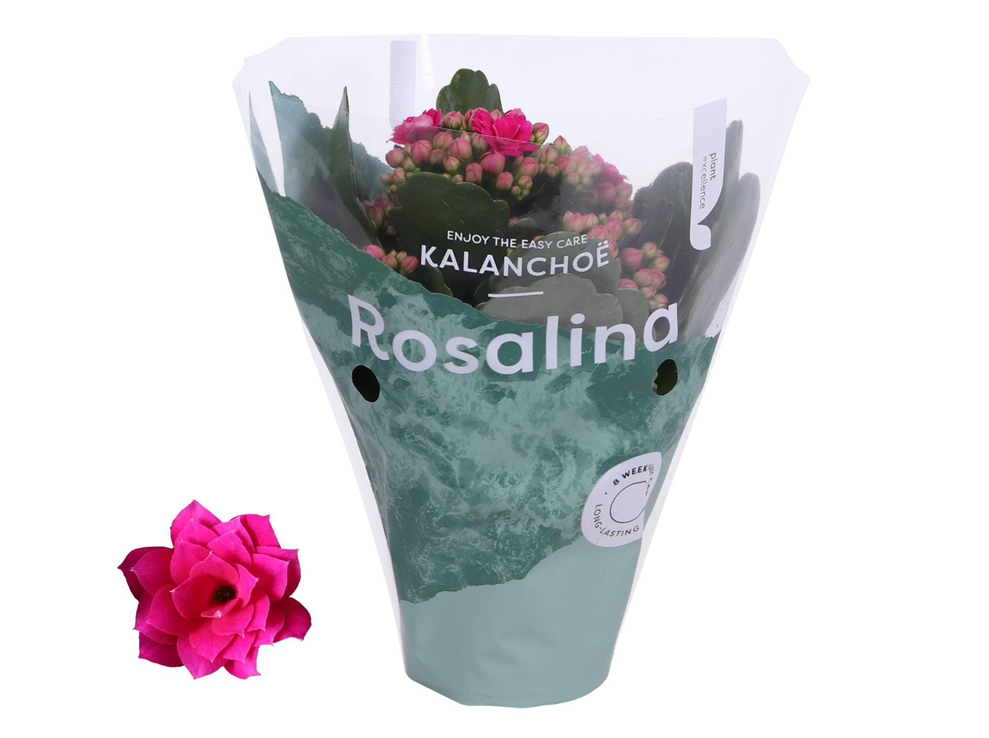 Kalanchoe Rosalina Don Victorio 15cm 7cm Pot