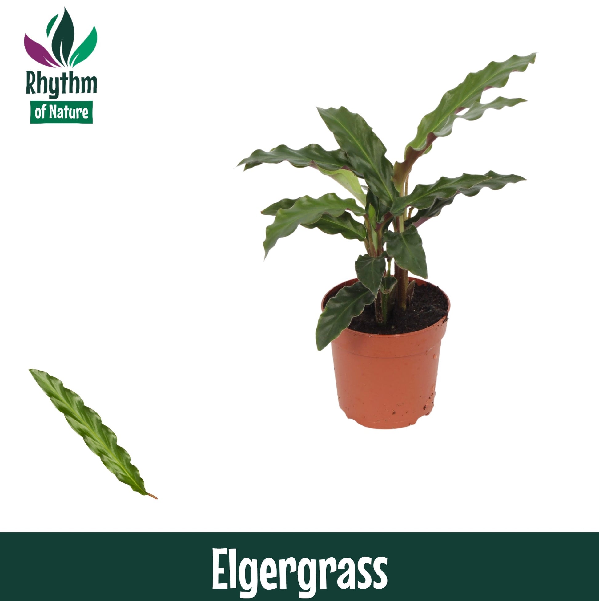 Calathea Elgergrass 15cm 7cm Pot