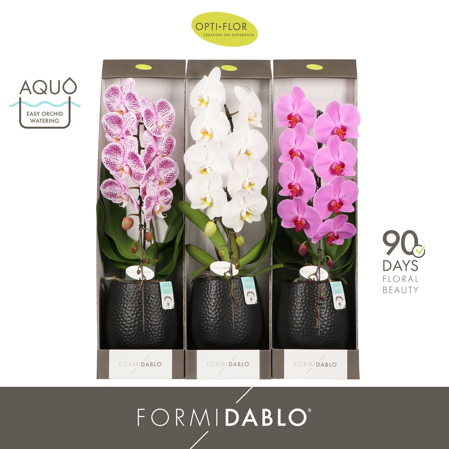 Phalaenopsis Formidablo mix 70cm 12cm Pot