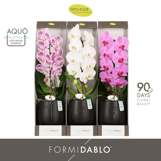 Phalaenopsis Formidablo mix 70cm 12cm Pot
