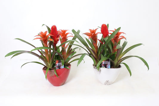 Bromelia mix 45cm 20cm Pot