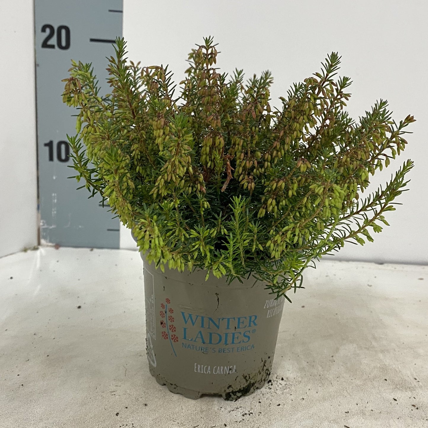 Erica car. Winter Ladies Sarah 10cm 10.5cm Pot