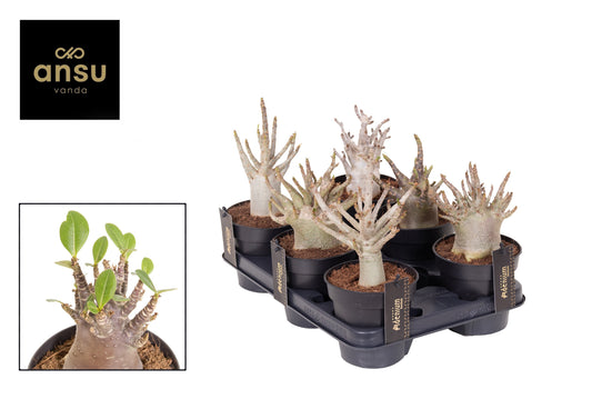 Ansu Adenium obe. Ansu Baobab Pack of 10