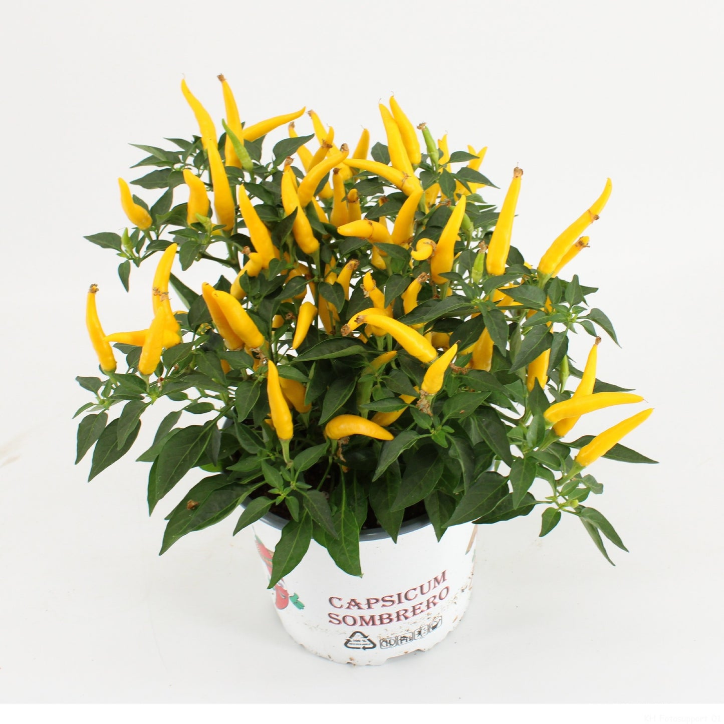 Capsicum ann. Santos Yellow 30cm 15cm Pot