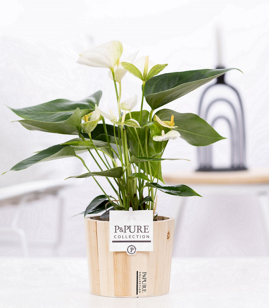 Anthurium andraeanum 45cm 12cm Pot