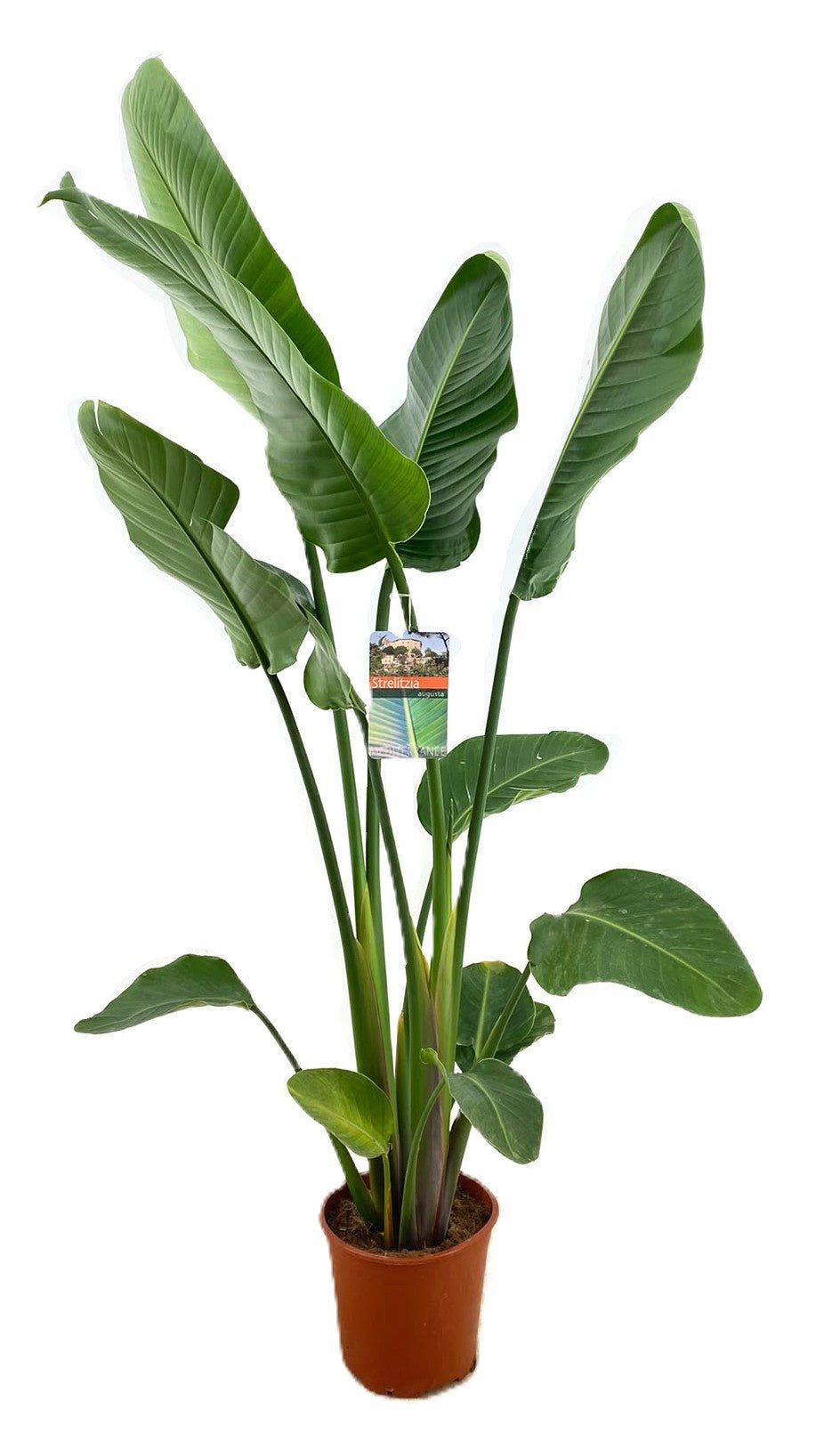 Strelitzia nicolai 160cm 24cm Pot