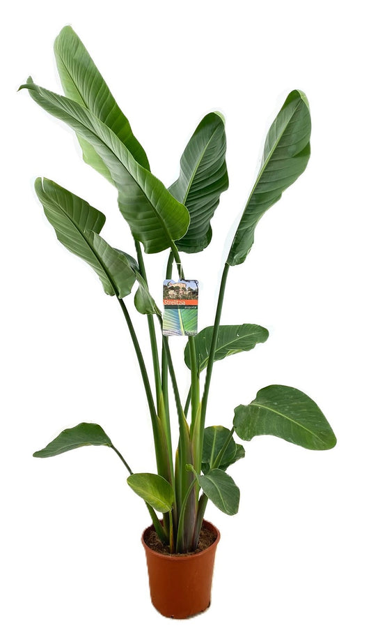 Strelitzia nicolai 160cm 24cm Pot