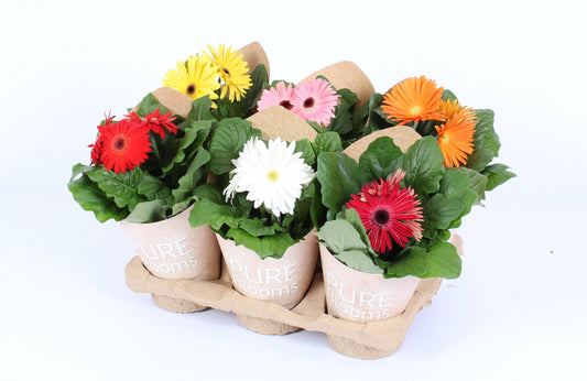 Gerbera mix 22cm 12cm Pot
