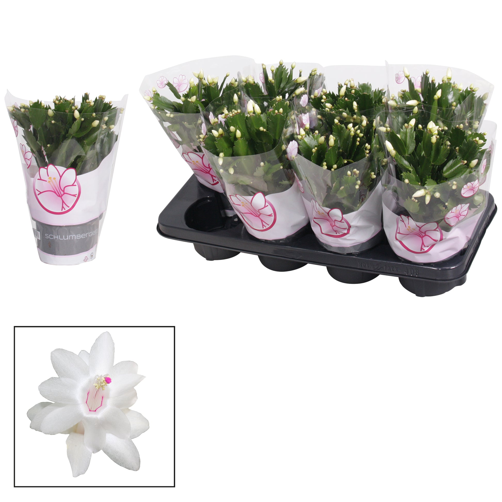 Schlumbergera white 27cm 13cm Pot