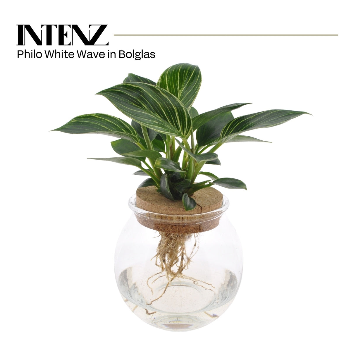 Philodendron scandens 25cm 12cm Pot